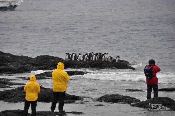 Observando e fotografando um grupo de pinguins adelie em Brown Bluff, na Antártida